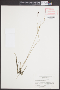 Utricularia gibba image