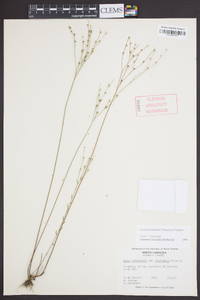 Linum floridanum image