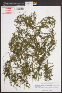 Micranthemum umbrosum image