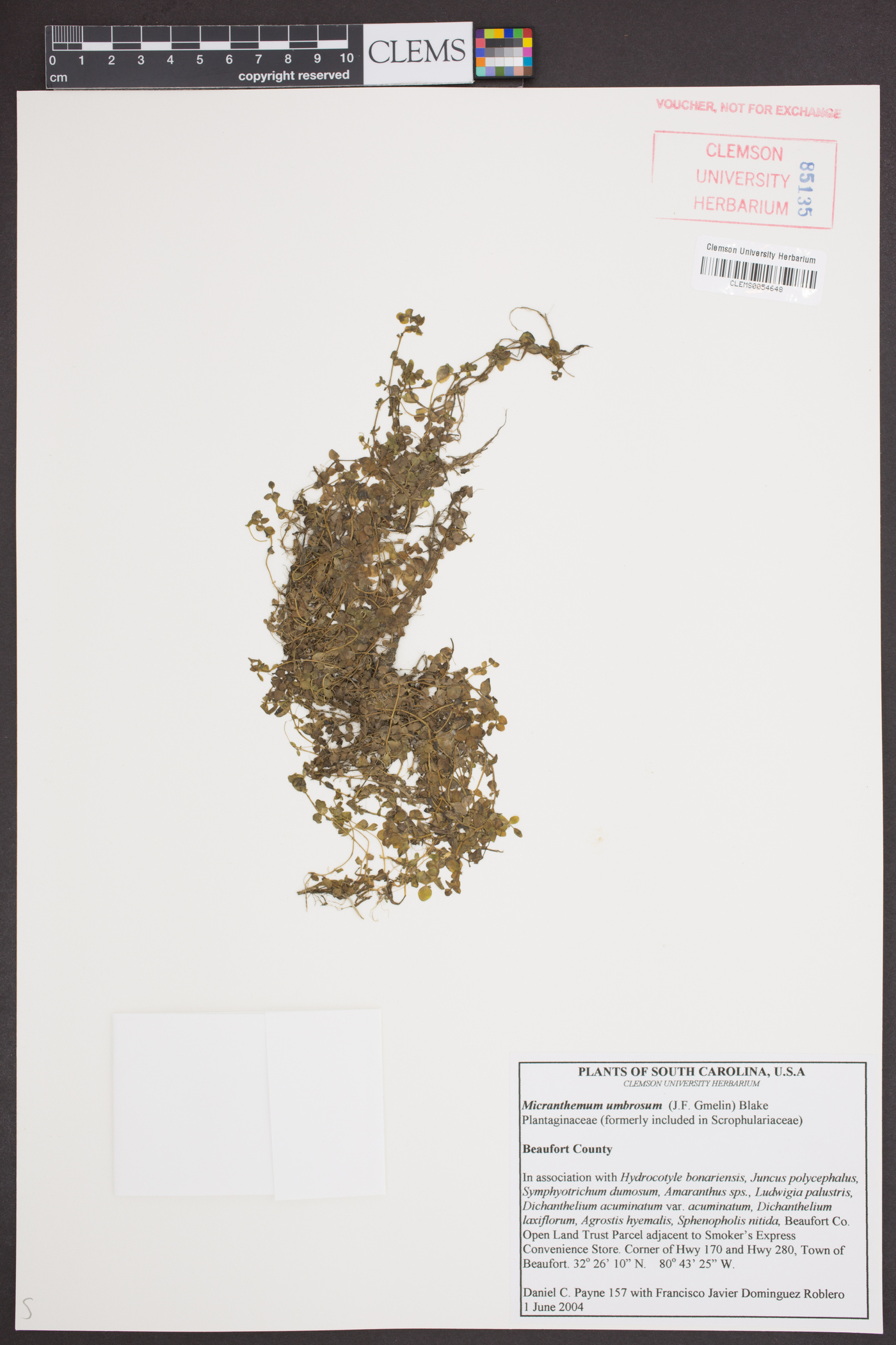 Micranthemum umbrosum image