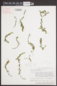 Micranthemum umbrosum image