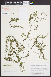 Micranthemum umbrosum image