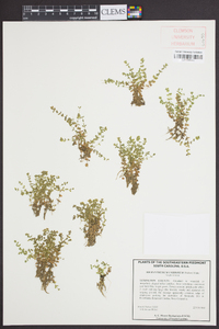 Micranthemum umbrosum image