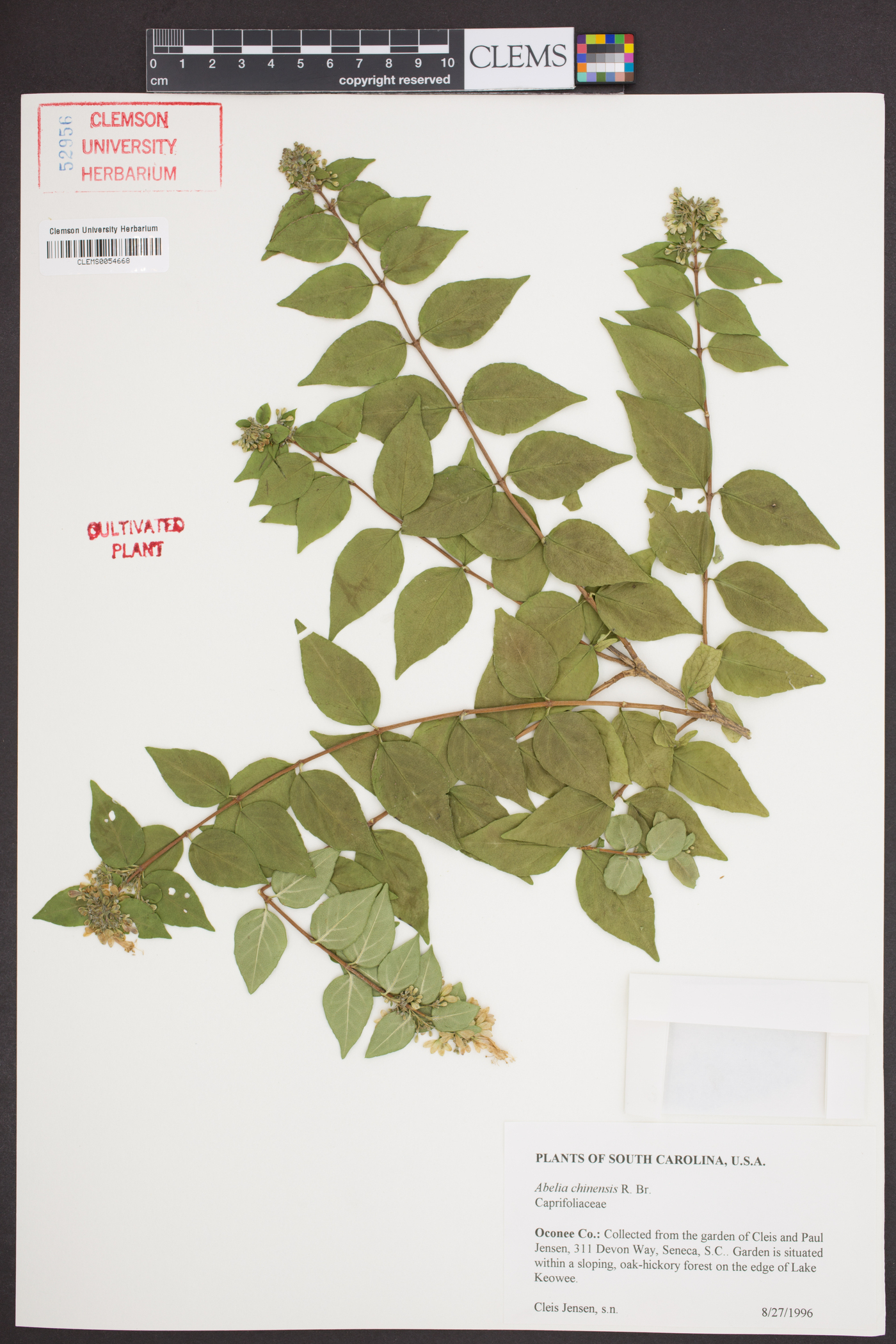 Abelia chinensis image