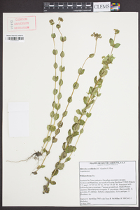 Mitreola sessilifolia image