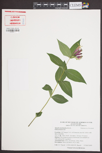 Spigelia marilandica image