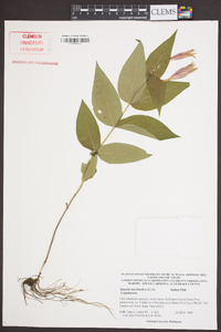 Spigelia marilandica image