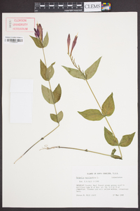 Spigelia marilandica image