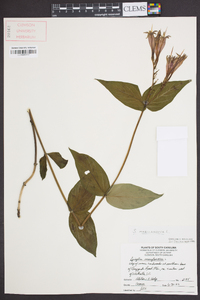 Spigelia marilandica image