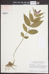 Spigelia marilandica image