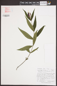 Spigelia marilandica image