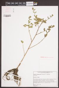 Cuphea carthagenensis image