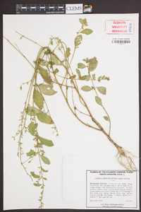 Cuphea carthagenensis image