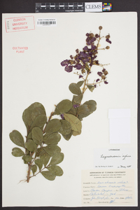 Lagerstroemia indica image