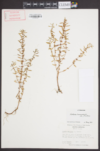 Rotala ramosior image