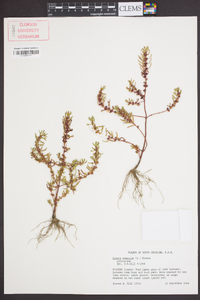 Rotala ramosior image