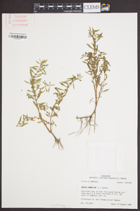 Rotala ramosior image