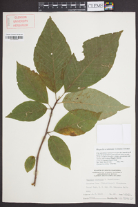 Magnolia acuminata image