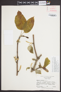 Magnolia acuminata image