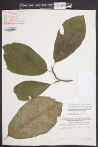 Magnolia acuminata image