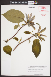 Magnolia acuminata image