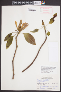 Magnolia acuminata image