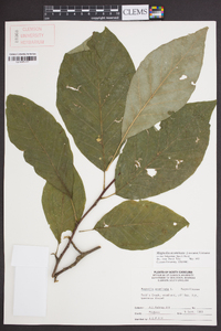 Magnolia acuminata image