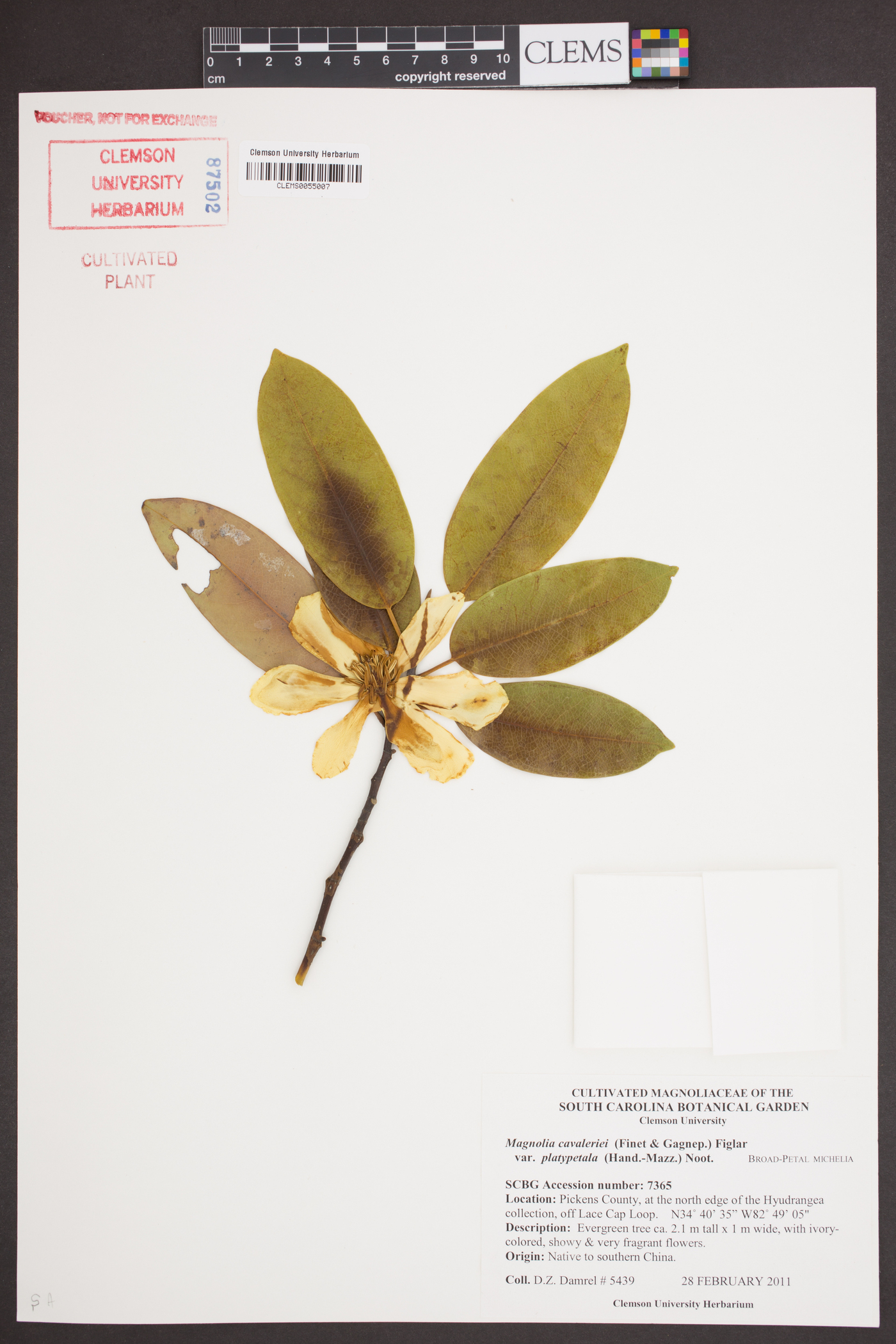 Magnolia cavaleriei image