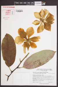 Magnolia cavaleriei image