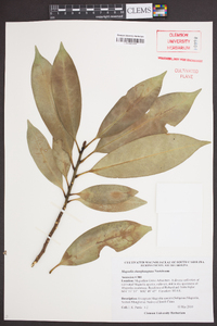 Image of Magnolia changhungtana