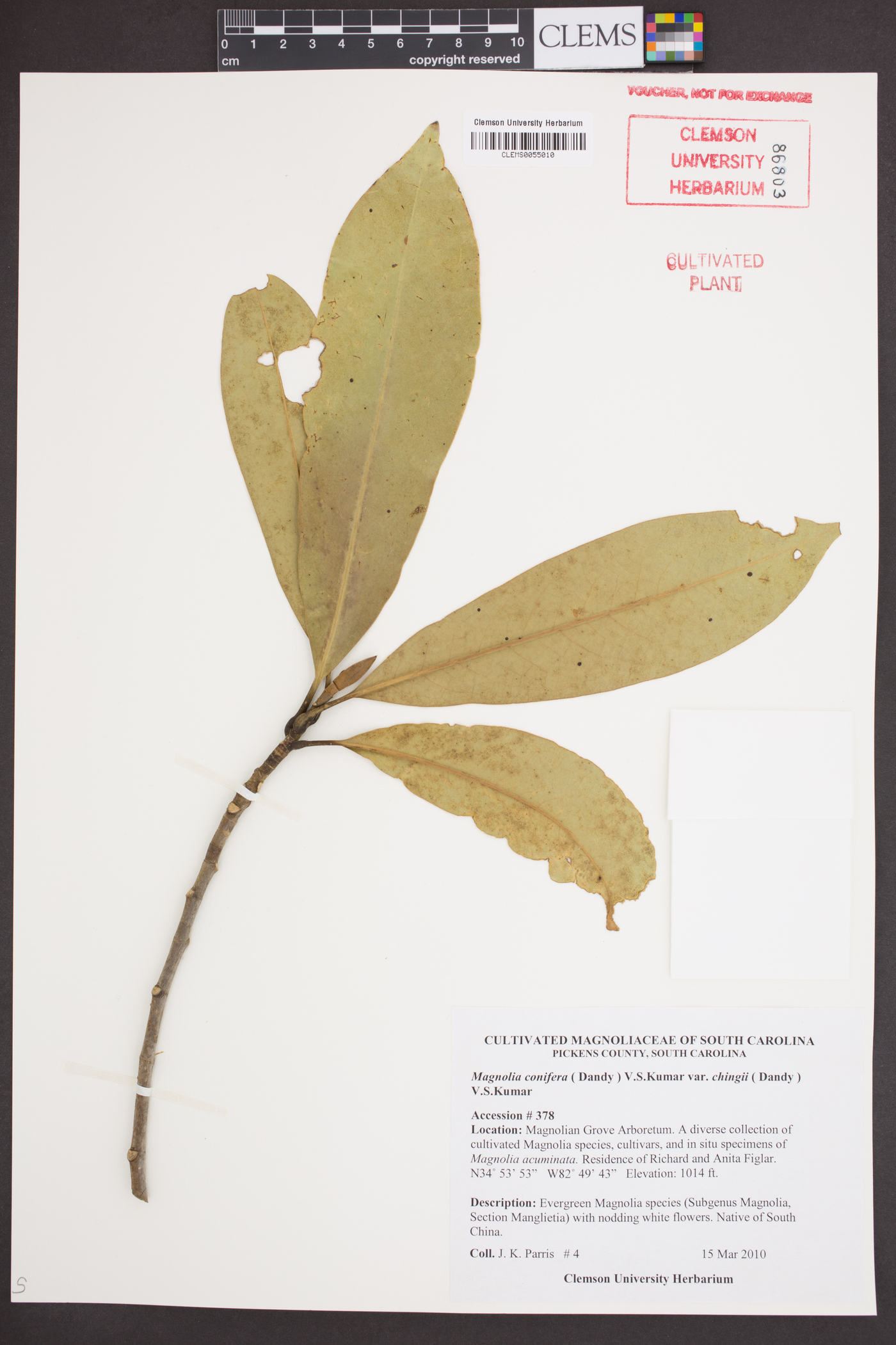 Magnolia conifera image