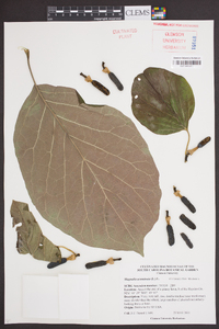 Magnolia acuminata image