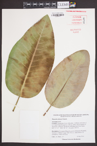 Magnolia delavayi image