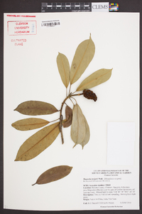 Magnolia insignis image