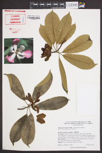 Magnolia insignis image