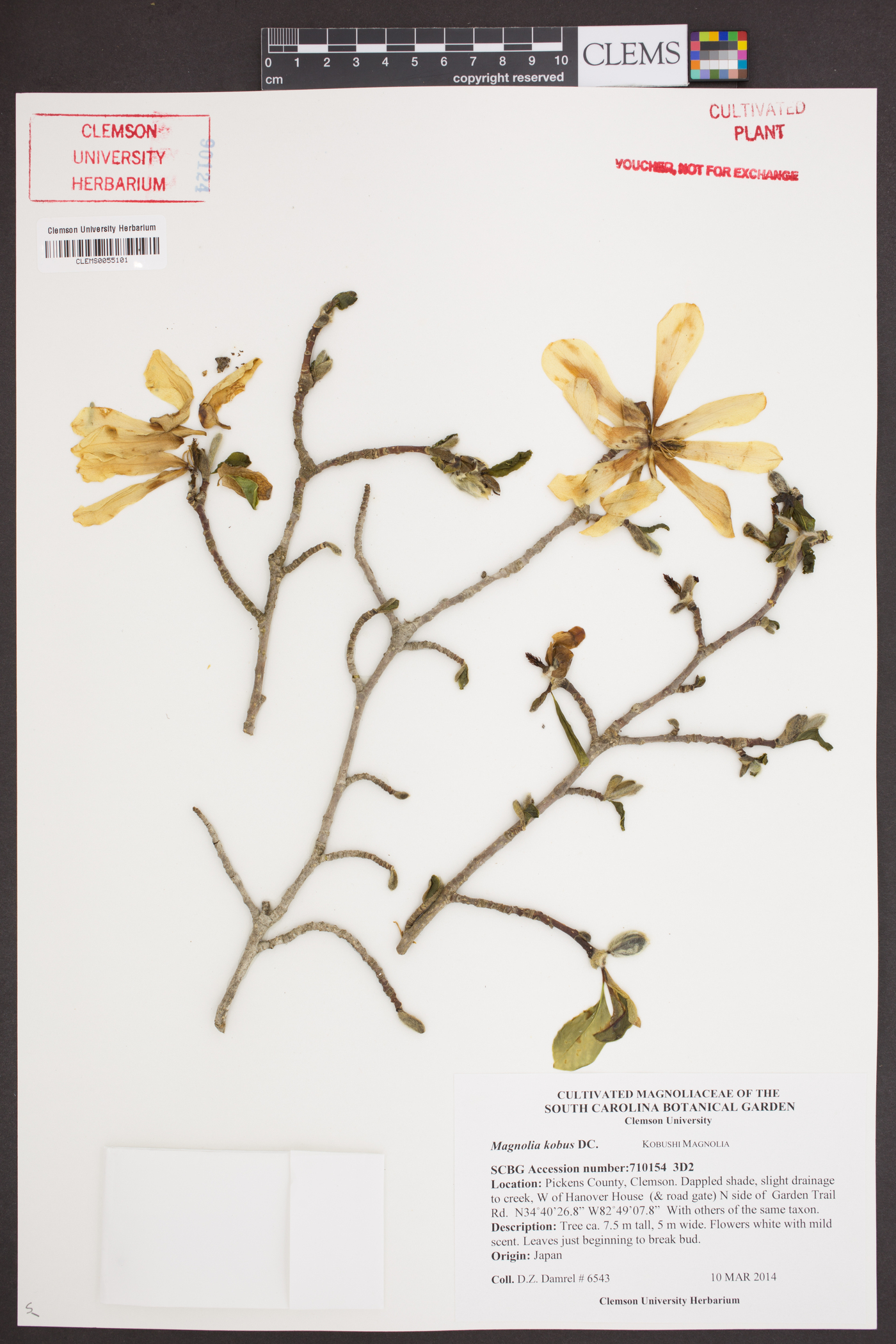 Magnolia kobus image
