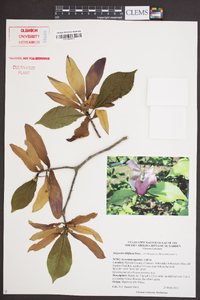 Magnolia liliflora image