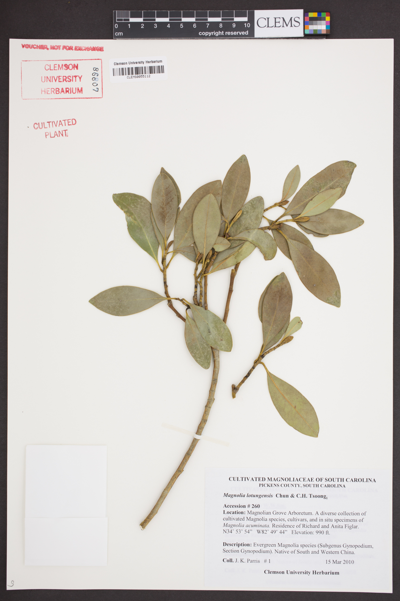 Magnolia lotungensis image