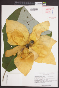 Magnolia macrophylla image