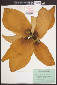 Magnolia macrophylla image