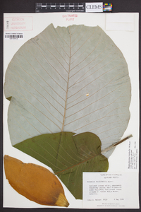 Magnolia macrophylla image