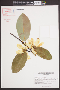 Magnolia maudiae image