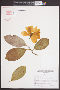 Magnolia maudiae image