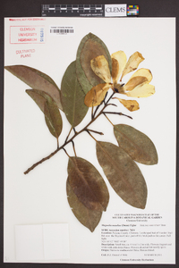 Magnolia maudiae image