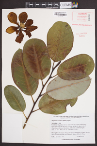 Magnolia maudiae image