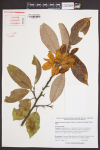 Magnolia maudiae image