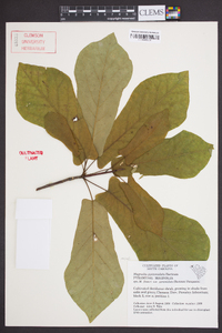 Magnolia pyramidata image