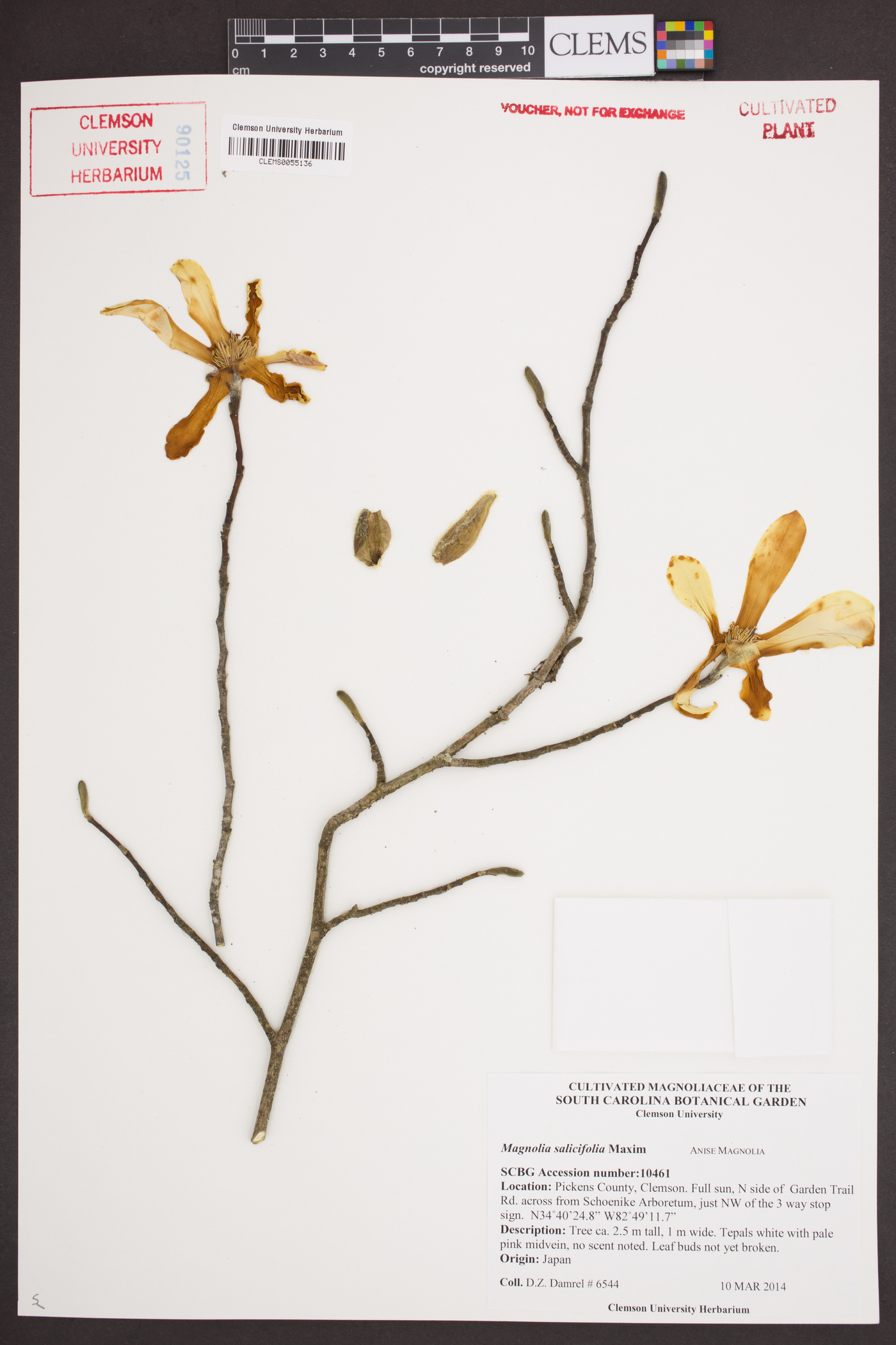 Magnolia salicifolia image