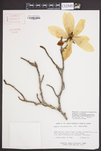 Magnolia × soulangeana image