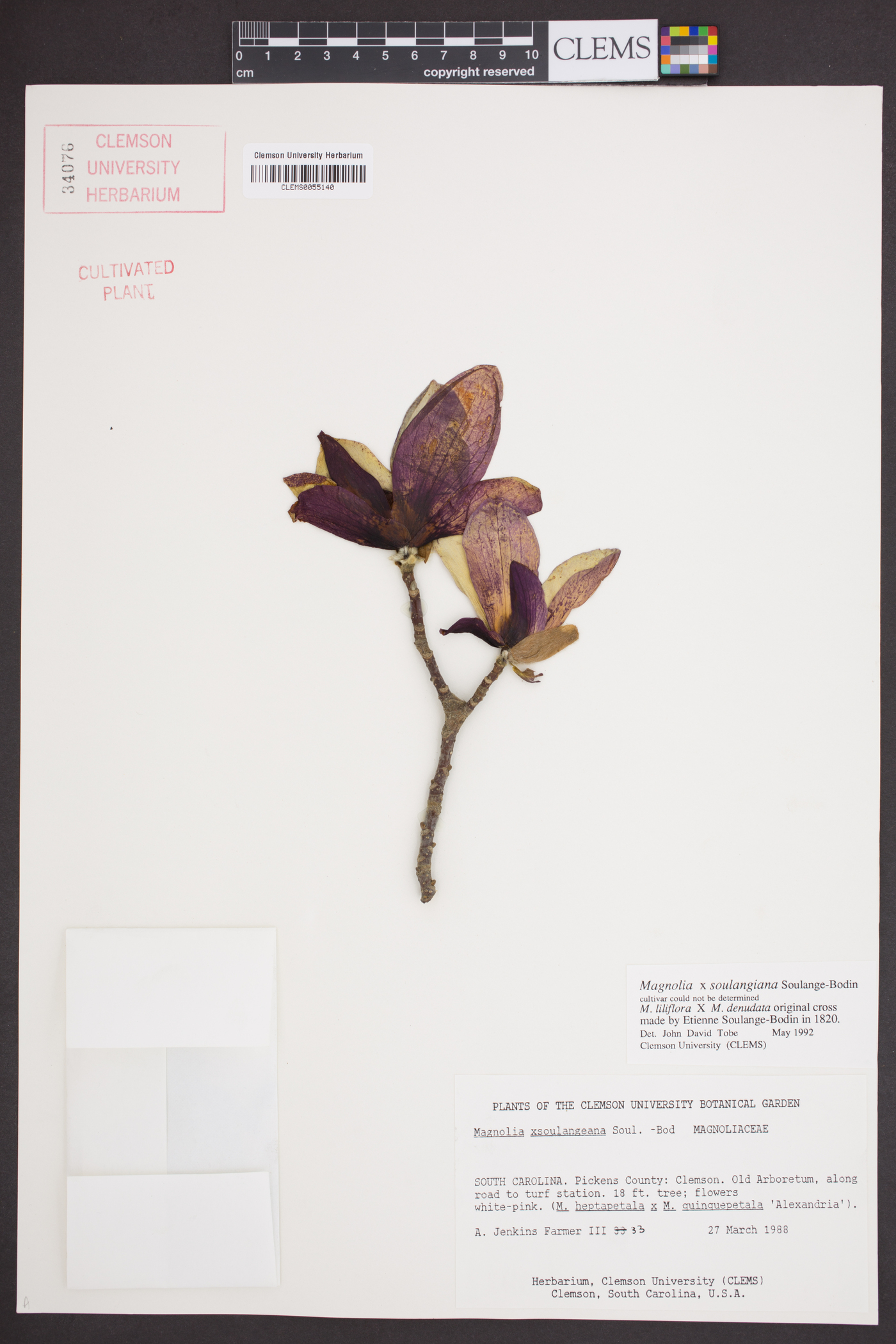 Magnolia × soulangeana image